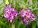 Elleanthus amethystinus, orchid species flowers and buds, clusters of small pink red and white flowers, blooming outdoors in Pacifica, California