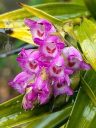 Elleanthus amethystinus, orchid species flowers and buds with water drops, cluster of small pink red and white flowers, blooming outdoors in Pacifica, California