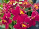 Epidendrum Pacific Bandito 'Cabernet' AM/AOS, orchid hybrid flowers, red and yellow flowers, Orchids in the Park 2026, Golden Gate Park, San Francisco, California