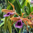 Laelia tenebrosa, orchid species flowers, purple and orange flowers, Orchids in the Park 2026, Golden Gate Park, San Francisco, California