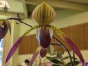 Paphiopedilum Julius, orchid hybrid flower, Lady Slipper Orchid, Paph, Orchids in the Park 2026, Golden Gate Park, San Francisco, California