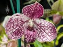 Paphiopedilum QF Akala Lelo, Paph, Lady Slipper orchid hybrid flower, red and white flower, Orchids in the Park 2025, Golden Gate Park, San Francisco, California