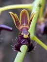 Phalaenopsis difformis, Phal, Moth Orchid, orchid species flower, weird flower, Orchids in the Park 2026, Golden Gate Park, San Francisco, California