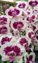 Moth Orchid, Phal, Phalaenopsis hybrid flowers, purple and white flowers, Orchids in the Park 2026, Golden Gate Park, San Francisco, California
