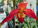 Phragmipedium, Phrag, Lady Slipper orchid flower, red flower, Orchids in the Park 2025, Golden Gate Park, San Francisco, California