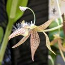 Polycycnis muscifera, orchid species flower, Orchids in the Park 2026, Golden Gate Park, San Francisco, California
