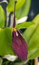 Restrepia orchid flower, mini orchid, pleurothallid, strange flower, Orchids in the Park 2025, Golden Gate Park, San Francisco, California
