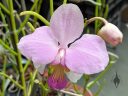 Vanda teres, orchid species flower and leaves, pink and yellow flower, Orchids in the Park 2026, Golden Gate Park, San Francisco, California