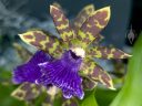 Zygo orchid flower, purple and green flower, Orchids in the Park 2025, Golden Gate Park, San Francisco, California