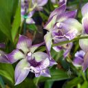 Zygonisia Cynosure 'Blue Birds', orchid hybrid flowers, Zygo, purple and white flowers, Orchids in the Park 2025, Golden Gate Park, San Francisco, California
