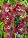 Cymbidium Midnight, orchid hybrid flowers, red flowers, Orchids in the Park 2026, Golden Gate Park, San Francisco, California