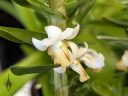 Dendrobium ellipsophyllum, orchid species flowers and leaves, Orchids in the Park 2026, Golden Gate Park, San Francisco, California