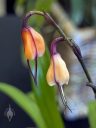 Dracula sodiroi, orchid species flowers, pleurothallids, orange and purple flowers, unusual flowers, Orchids in the Park 2026, Golden Gate Park, San Francisco, California