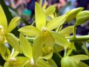 Grammatocymbidium, orchid hybrid flowers, Cymbidium and Grammotphyllum hybrid, yellow flowers, Orchids in the Park 2026, Golden Gate Park, San Francisco, California