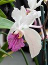 Holcoglossum kimballianum, orchid species flower, purple and white flower, Orchids in the Park 2026, Golden Gate Park, San Francisco, California