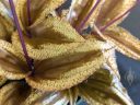 Malaxis calophylla, orchid species leaves, variegated leaves with purple flower stems, Orchids in the Park 2026, Golden Gate Park, San Francisco, California