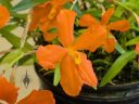 Neocogniauxia hexaptera, orchid species flowers and leaves, bright orange and yellow flowers, Orchids in the Park 2026, Golden Gate Park, San Francisco, California