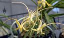 Neofinetia falcata, Vanda falcata, Samurai Orchid, furan, fukiran, orchid species flowers, peloric orchid flowers, flowers with 3 nectar spurs each, Orchids in the Park 2026, Golden Gate Park, San Francisco, California