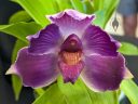 Pescatoria Alice Hipkins, orchid hybrid flower, purple white and yellow flower, Orchids in the Park 2026, Golden Gate Park, San Francisco, California