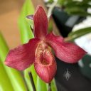 Phragmipedium orchid flower, Phrag, Lady Slipper orchid, red flower, Orchids in the Park 2026, Golden Gate Park, San Francisco, California