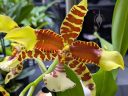 Rossioglossum Rawdon Jester 'Great Bee', orchid hybrid flower, large yellow white and reddish-brown flower, Orchids in the Park 2026, Golden Gate Park, San Francisco, California