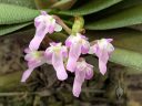 Schoenorchis fragrans, orchid species flowers, mini orchid, pink and white flowers, Orchids in the Park 2026, Golden Gate Park, San Francisco, California