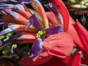 Billbergia bromeliad, close-up of tank bromeliad flower, bright purple flower and hot pink bracts, grown outdoors in San Francisco, California