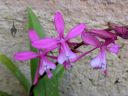 Oncidium vulcanicum, AKA Cochlioda vulcanica, Snail Orchid, orchid species flowers, hot pink and white flowers, miniature orchid, grown outdoors in Pacifica, California