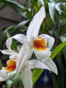 Coelogyne Memoria Wilhelm Micholitz, orchid hybrid flower, large white flower with orange and yellow lip, blooming outdoors in Pacifica, California