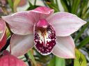 Cymbidium orchid hybrid flower, pink white maroon and yellow flower, blooming outdoors in Pacifica, California