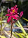 Epidendrum orchid flowers, reed-stem Epidendrum, cluster of red and yellow flowers and buds, flower with water drops, grown outdoors in Pacifica, California