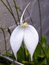 Masdevallia coccinea alba 'Blanca', orchid species flower, white flower, flower with water drops, grown outdoors in Pacifica, California