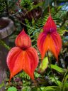 Masdevallia veitchiana 'Sheryll', orchid species flowers, purple and orange flowers, King of the Masdevallias, gallo gallo in Spanish, waqanki in Quechua, blooming outdoors in Pacifica, California
