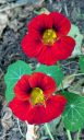 Nasturtium flowers, deep red flowers, grown outdoors in San Francisco, California