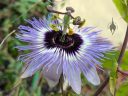 Passionflower blooming outdoors in Pacifica, California
