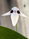 Pleurothallis viduata, orchid species flower, white and purple flower, mini orchid, pleurothallid, blooming outdoors in Pacifica, California