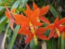 Prosthechea vitellina, AKA Encyclia vitellina, egg yolk yellow orchid, Manuelitos, orchid species flowers, bright orange and yellow flowers, grown outdoors in Pacifica, California