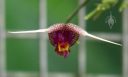 Scaphosepalum, orchid species flower, mini orchid, unusual flower, pleurothallid, Conservatory of Flowers, Golden Gate Park, San Francisco, California