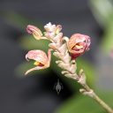 Scaphosepalum antenniferum, orchid species flowers and buds, mini orchid, unusual flowers, pleurothallid, Pacific Orchid Expo 2012, Golden Gate Park, San Francisco, California