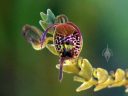 Scaphosepalum antenniferum, orchid species flower, mini orchid, unusual flower, pleurothallid, Pacific Orchid Expo 2014, Golden Gate Park, San Francisco, California