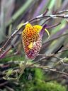 Scaphosepalum beluosum, orchid species flower, mini orchid, unusual flower, pleurothallid, Pacific Orchid Expo 2023, Golden Gate Park, San Francisco, California