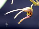 Scaphosepalum triceratops, orchid species flower, mini orchid, unusual flower, pleurothallid, Pacific Orchid Expo 2016, Golden Gate Park, San Francisco, California