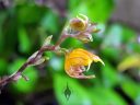 Scaphosepalum verrucosum, orchid species flower and buds, small yellow flower with red stripes, mini orchid, unusual flower, flower with water drops, pleurothallid, grown outdoors in Pacifica, California