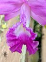 Sobralia macrantha, orchid species flower, close-up of flower lip, purple flower, big flower, grown outdoors in Pacifica, California