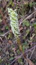 Platanthera elegans flowers and flower stalk, Wood Rein Orchid, Elegant Piperia, Many Flowered Piperia, Coast Piperia, Piperia elegans, orchid species, native California orchid, growing wild in Pacifica, California