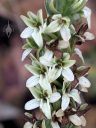 Platanthera elegans flowers, Wood Rein Orchid, Elegant Piperia, Many Flowered Piperia, Coast Piperia, Piperia elegans, orchid species, native California orchid, close-up of small white and green flowers, growing wild in Pacifica, California
