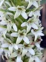 Platanthera elegans flowers, close-up of small white and green flowers, Wood Rein Orchid, Elegant Piperia, Many Flowered Piperia, Coast Piperia, Piperia elegans, orchid species, native California orchid, growing wild in Pacifica, California