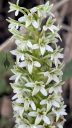 Platanthera elegans flowers, Wood Rein Orchid, Elegant Piperia, Many Flowered Piperia, Coast Piperia, Piperia elegans, orchid species, native California orchid, close-up of small white and green flowers, growing wild in Pacifica, California