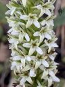 Platanthera elegans flowers, Wood Rein Orchid, Elegant Piperia, Many Flowered Piperia, Coast Piperia, Piperia elegans, orchid species, native California orchid, close-up of small white and green flowers, growing wild in Pacifica, California