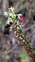 Platanthera elegans flowers, small white and green flowers, Wood Rein Orchid, Elegant Piperia, Many Flowered Piperia, Coast Piperia, Piperia elegans, orchid species, native California orchid, growing wild in Pacifica, California